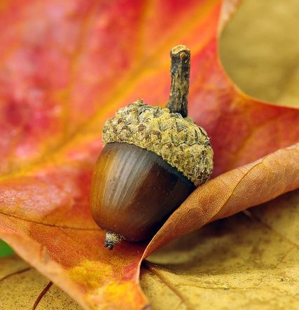 Сказка про последний жёлудь